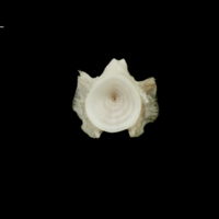 photo of Atlantic halibut basioccipital posterior view