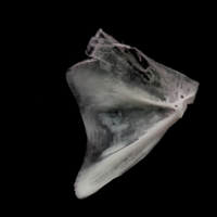 photo of Parrot fish opercular medial view