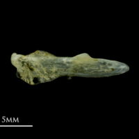 photo of Scad supracleithrum medial view