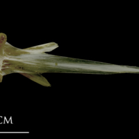 photo of Spanish mackerel vomer ventral view