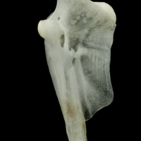 photo of Roach hyomandibular medial view