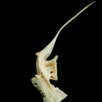 photo of Haddock precaudal vertebra lateral view