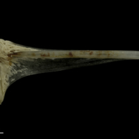 photo of Grayling basipterygium medial view