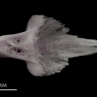 photo of Parrot fish vomer ventral view