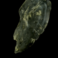 photo of Ruffe interopercular lateral view