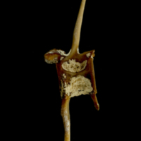 photo of Atlantic bluefin tuna  caudal vertebra lateral view