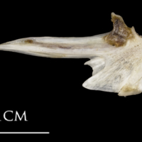 photo of Sea scorpion articular lateral view