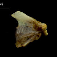 photo of Ballan wrasse quadrate medial view