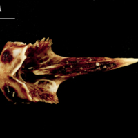 photo of Ballan wrasse vomer dorsal view