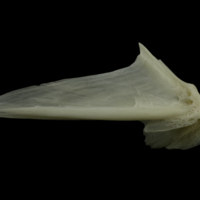 photo of Burbot articular lateral view