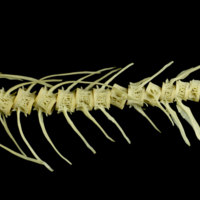 photo of Atlantic salmon caudal vertebra lateral view
