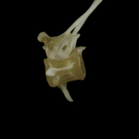photo of Eelpout precaudal vertebra lateral view