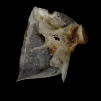 photo of Sea scorpion for assessment medial view