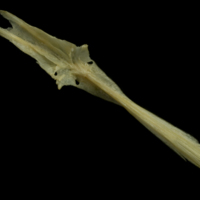 photo of Arctic Char parasphenoid dorsal view