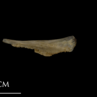 photo of Shore rockling pharyngeal dorsal view