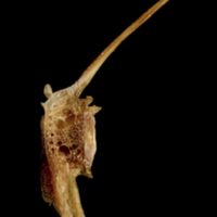 photo of Catfish precaudal vertebra lateral view