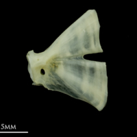 photo of Bullrout ultimate vertebra lateral view