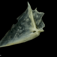 photo of Red mullet opercular medial view