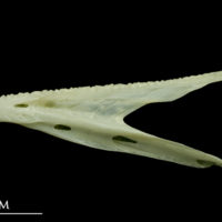 photo of Bullrout dentary lateral view