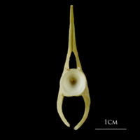 photo of Atlantic cod precaudal vertebra posterior view