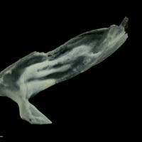 photo of European seabass subopercular medial view