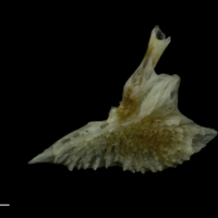 photo of Red gurnard posttemporal lateral view