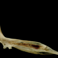 photo of Turbot cleithrum medial view