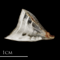 photo of Sea scorpion for assessment medial view