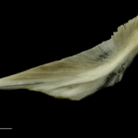 photo of Grey Triggerfish vomer lateral view