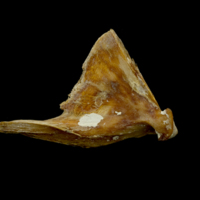 photo of Atlantic bluefin tuna  quadrate medial view