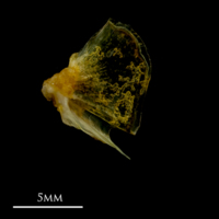 photo of Grey gurnard quadrate lateral view