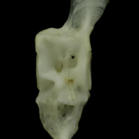 photo of Mediterranean moray caudal vertebra lateral view