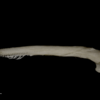 photo of Wels catfish serrated spine ventral view