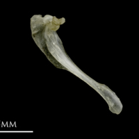 photo of Sandsmelt maxilla medial view