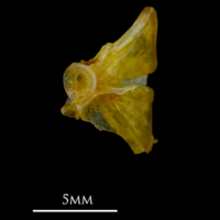 photo of Grey gurnard ultimate vertebra detail view
