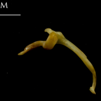 photo of Thinlip grey mullet  maxilla lateral view