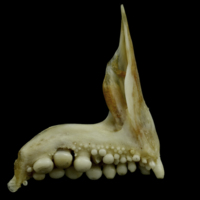 photo of Couch's seabream premaxilla medial view