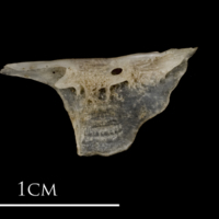 photo of Sea scorpion for assessment medial view