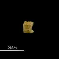 photo of Vendace first vertebra lateral view