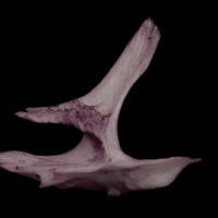 photo of Wels catfish for assessment lateral view