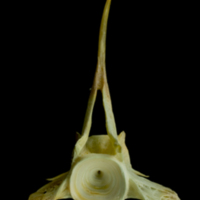 photo of Saithe precaudal vertebra anterior view