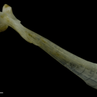 photo of Red gurnard maxilla lateral view