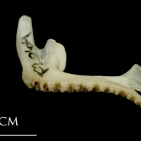 photo of Haddock premaxilla lateral view