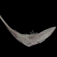 photo of Parrot fish preopercular medial view