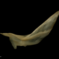 photo of Bib cleithrum lateral view