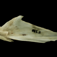 photo of Atlantic salmon articular medial view