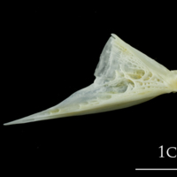 photo of European plaice quadrate medial view