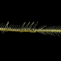 photo of Barbel vertbral column lateral view