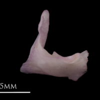photo of Common sole articular lateral view