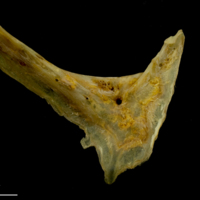 photo of Thinlip grey mullet  preopercular medial view